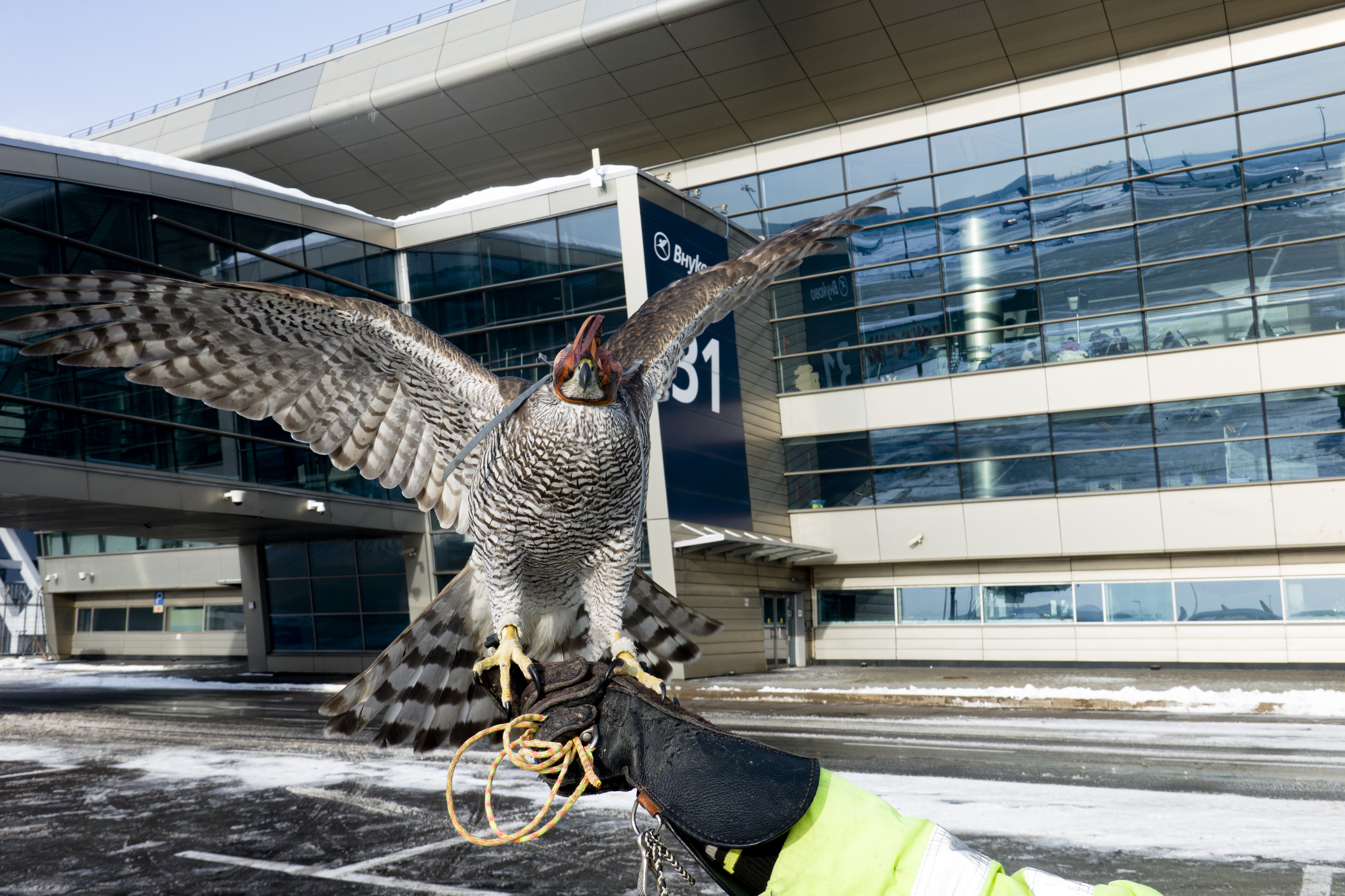 Крылатая служба безопасности полетов: как орнитологи Внуково охраняют небо над аэропортом